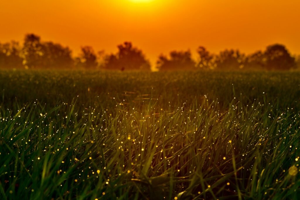 atardecer